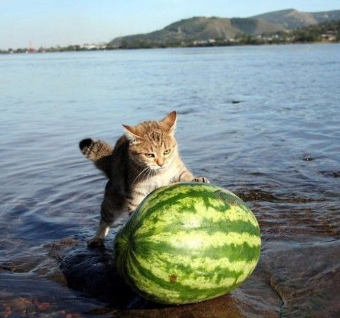 645