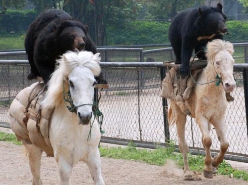 bears-on-horses-500x374