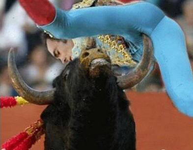 bull
