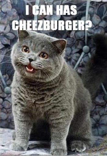 lol_cat_icanhascheezburger