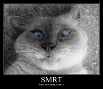 lolcat1