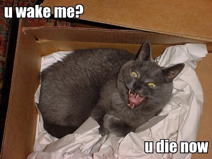 u_wake_me_lolcat