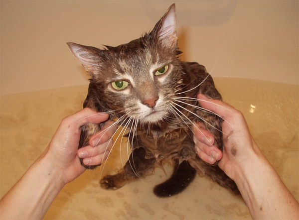 wetcat17